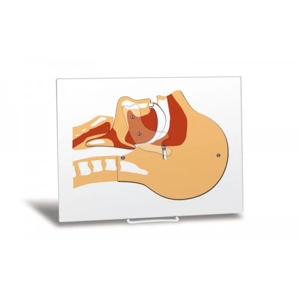 Πίνακας Προσομοίωσης Αεραγωγού (Airway Simulation Board)